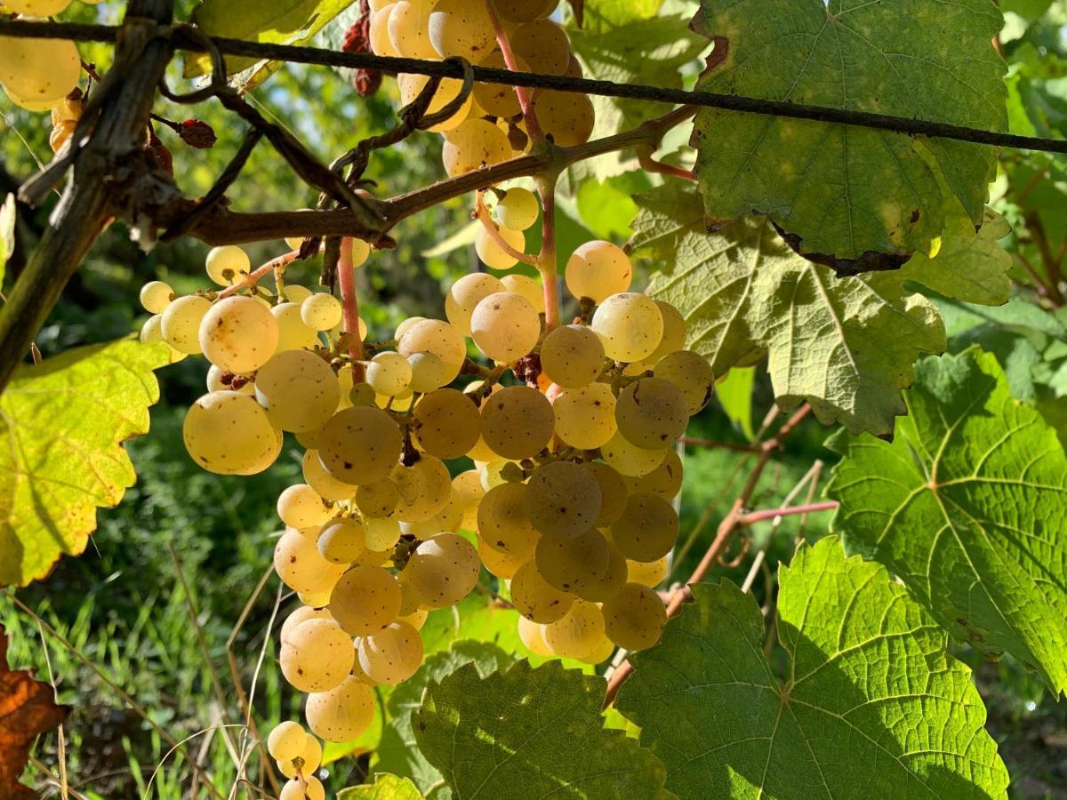 Zur Alten Rebe Ferienhaus Und Weingut Конц Экстерьер фото