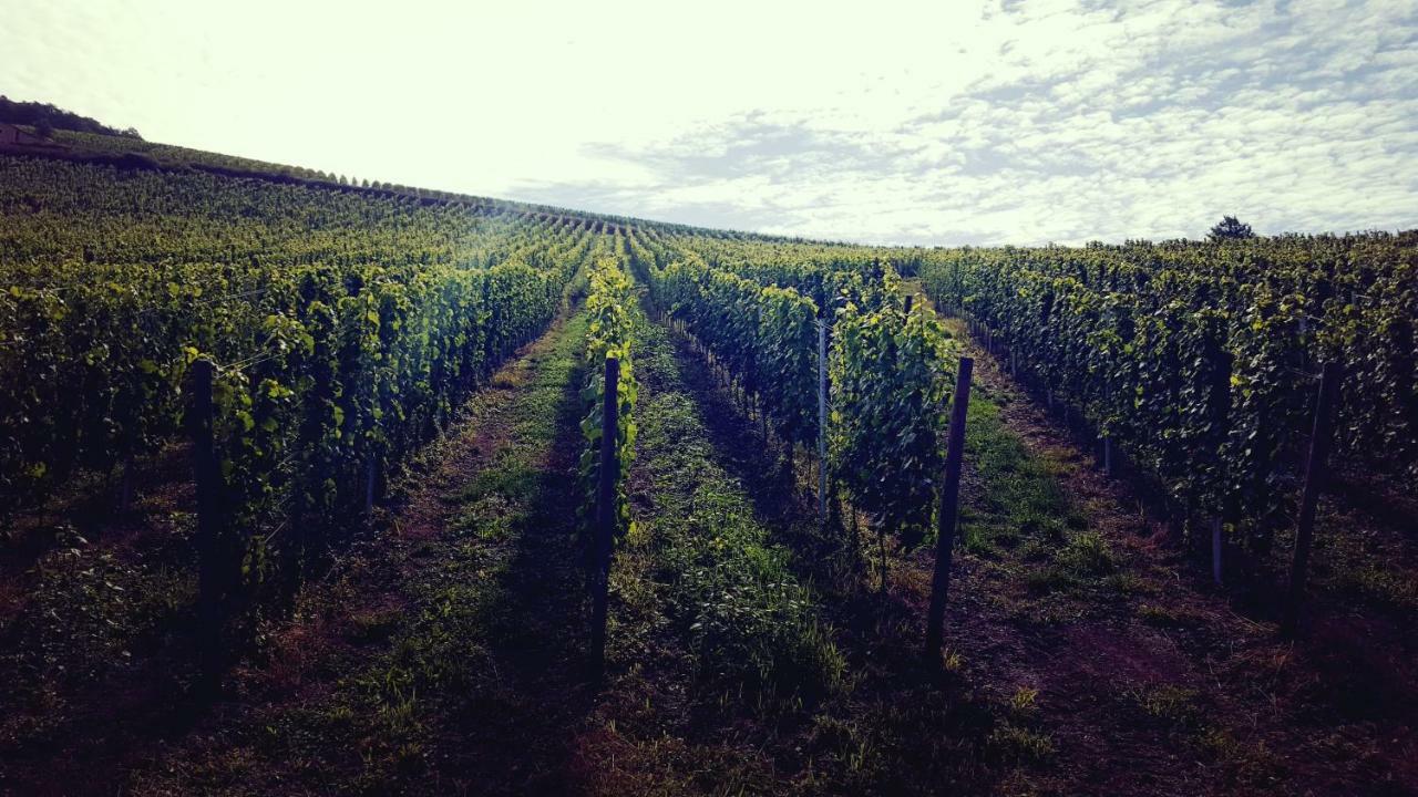 Zur Alten Rebe Ferienhaus Und Weingut Конц Экстерьер фото